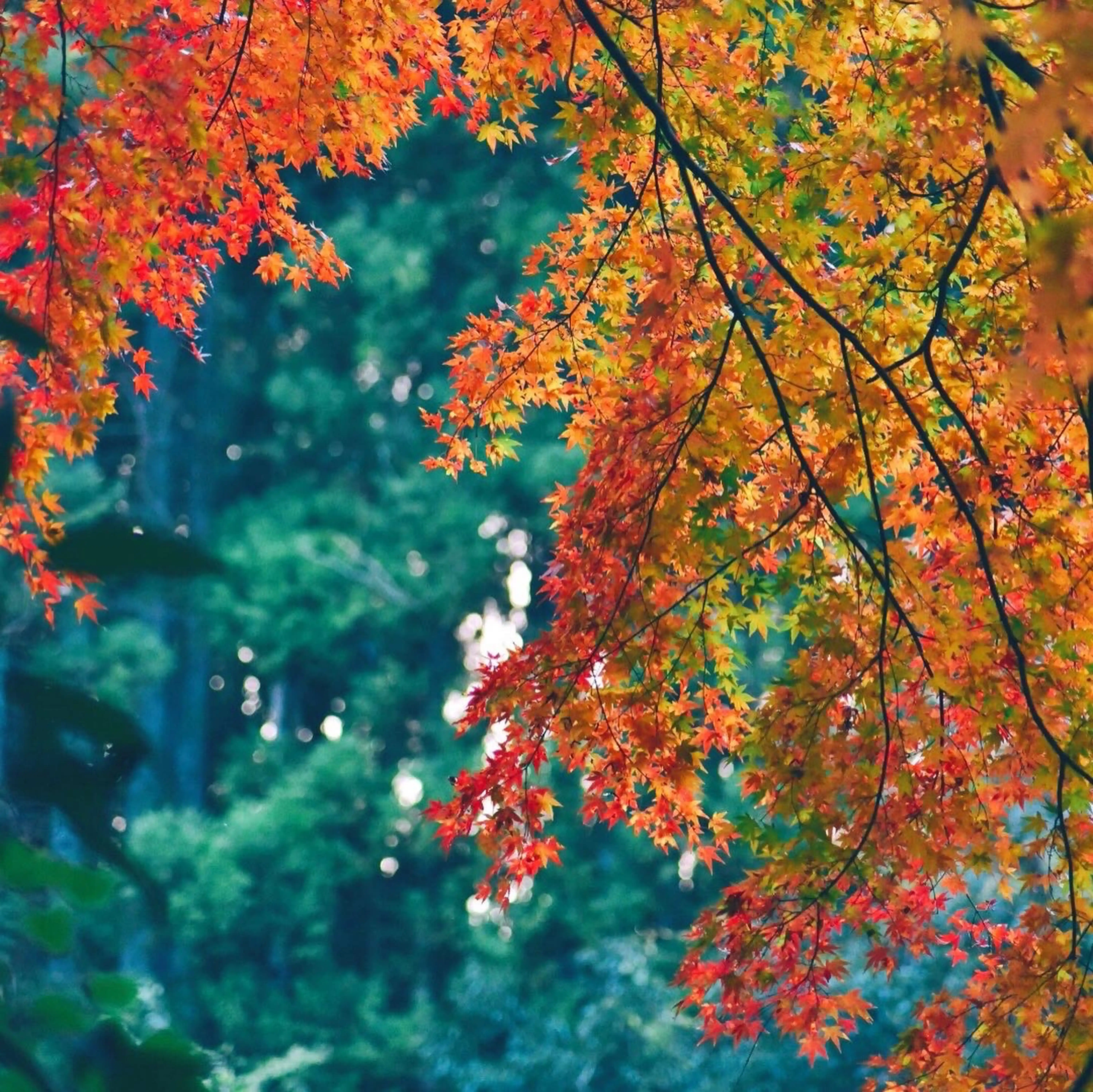 レタッチサービス